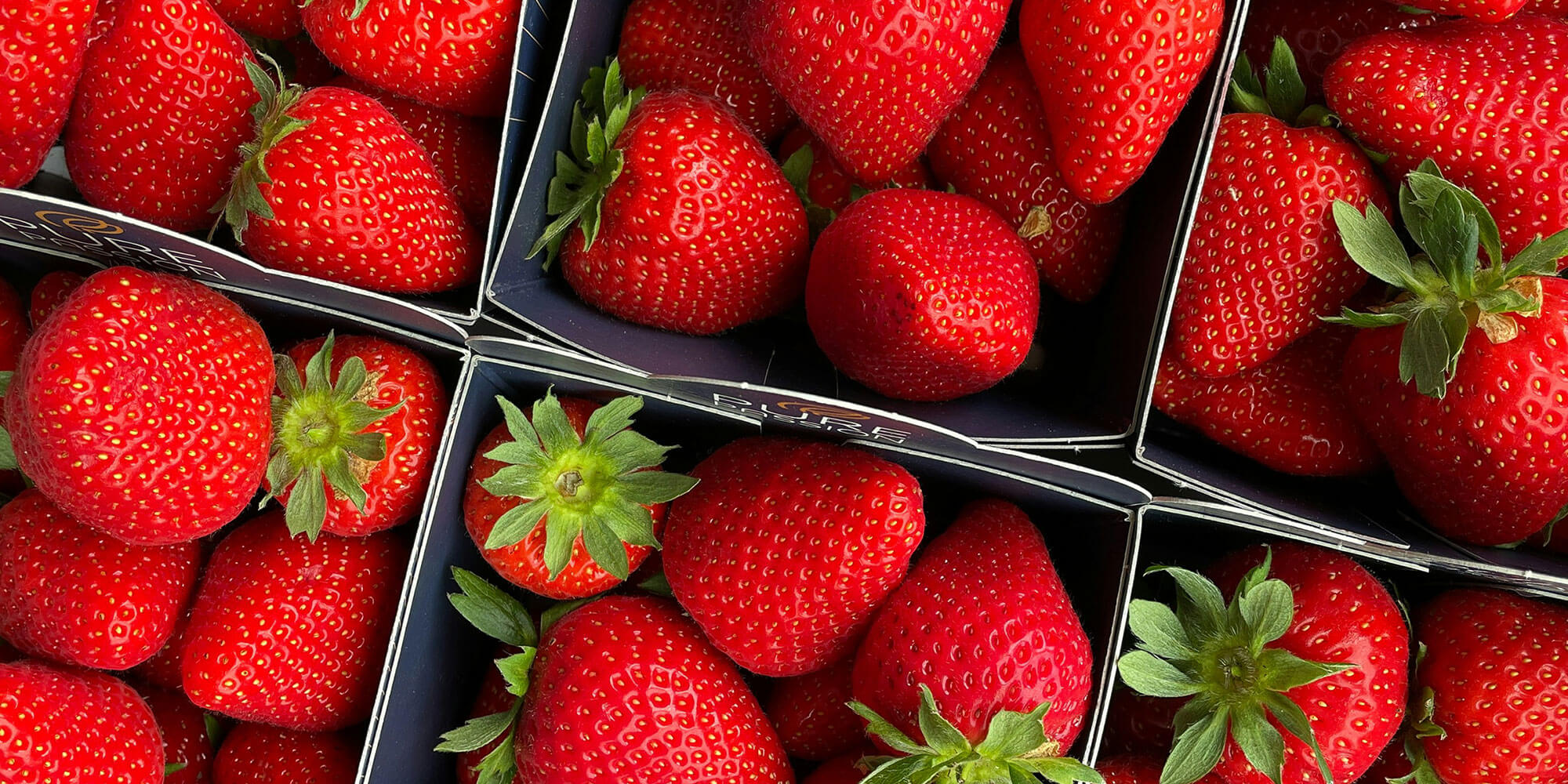 Solops Powered Strawberries